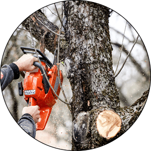 Germantown Tree Trimming Experts