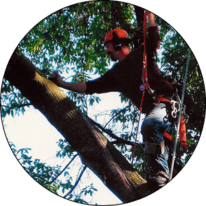 Muskego Tree Trimming Company